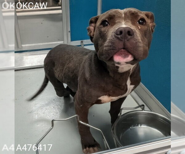 Medium Photo #1 American Pit Bull Terrier Puppy For Sale in Oklahoma City, OK, USA