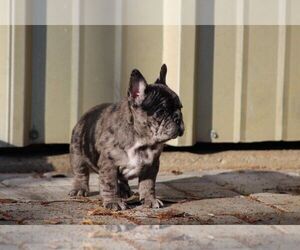 French Bulldog Puppy for sale in EMPIRE STATE, NY, USA