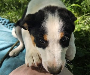 Medium Border Collie-English Shepherd Mix
