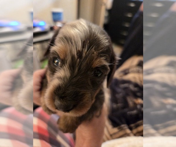 Medium Photo #1 Dachshund Puppy For Sale in NORFOLK, VA, USA