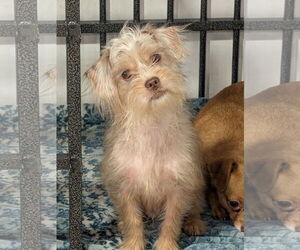 Chihuahua-Unknown Mix Dogs for adoption in Aurora, CO, USA