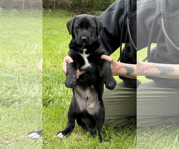 Medium Photo #3 Labrador Retriever-Unknown Mix Puppy For Sale in Stevens Point, WI, USA
