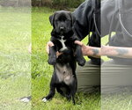 Small #2 Labrador Retriever Mix