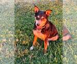 Small #9 Mutt