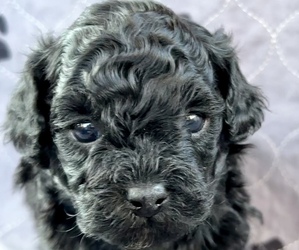 Poodle (Miniature)-Zuchon Mix Puppy for sale in ALGOMA, WI, USA