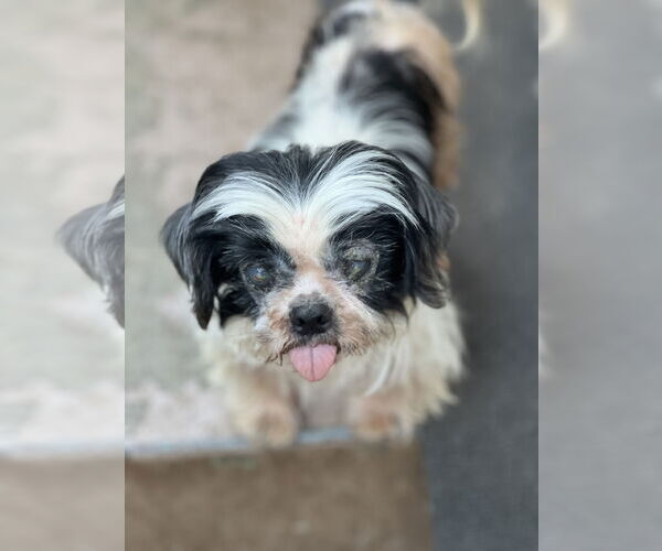 Medium Photo #2 Shih Tzu Puppy For Sale in Dana Point, CA, USA