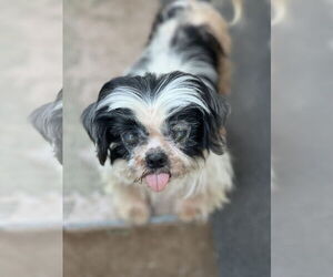 Luna - Female Shih Tzu Dog for Adoption - Photo #2