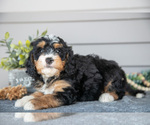 Small #2 Bernedoodle (Miniature)