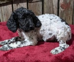 Puppy Nico Poodle (Miniature)