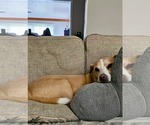 Small #2 Labrador Retriever Mix