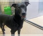 Small #1 Mutt