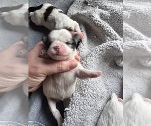 Mal-Shi Puppy for sale in LUDLOW, MA, USA