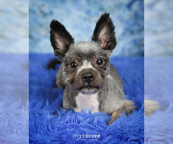 Medium Photo #3 Shih Tzu-Unknown Mix Puppy For Sale in Plymouth, MN, USA