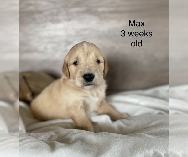 Medium Photo #3 Golden Retriever Puppy For Sale in CROWN POINT, IN, USA