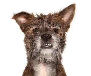 Mutt Dogs for adoption in Oakland Park, FL, USA