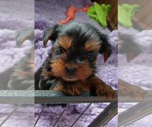 Yorkshire Terrier Puppy for sale in PHOENIX, AZ, USA