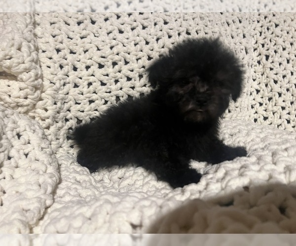 Medium Photo #1 Maltipoo (Miniature) Puppy For Sale in VALDOSTA, GA, USA