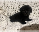 Small Maltipoo (Miniature)