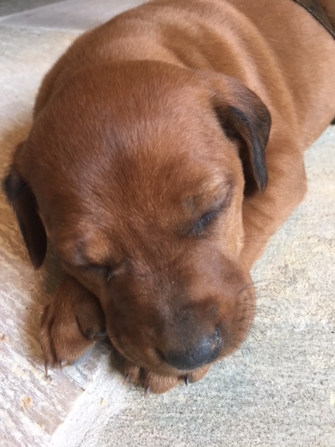 Medium Photo #4 Redbone Coonhound Puppy For Sale in BOSLER, WY, USA