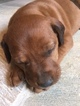 Small Photo #4 Redbone Coonhound Puppy For Sale in BOSLER, WY, USA