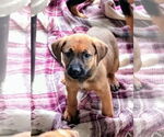 Small #3 Rhodesian Ridgeback Mix