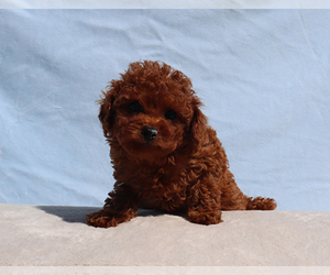 Poodle (Toy) Puppy for sale in LOS ANGELES, CA, USA
