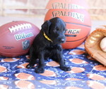 Puppy Shadow Goldendoodle