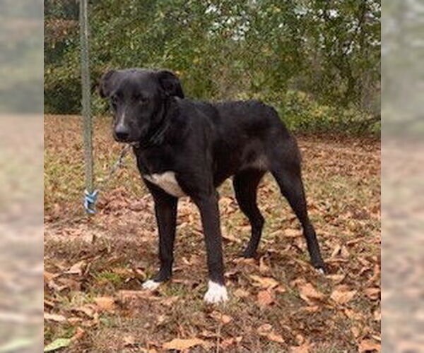 Medium Photo #6 Borador Puppy For Sale in Attalka, AL, USA