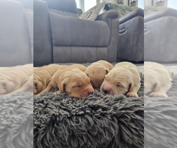 Medium Photo #3 Golden Retriever Puppy For Sale in ELVERTA, CA, USA