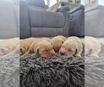 Small #2 Golden Retriever