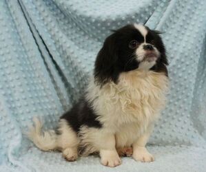 Pekingese Puppy for sale in JOICE, IA, USA