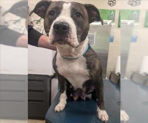 American Bulldog Dogs for adoption in Mobile, AL, USA