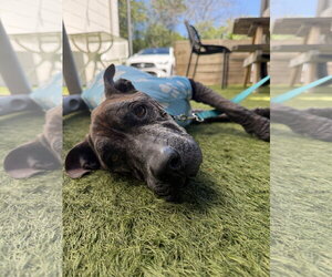 Beans - Male Mutt Dog for Adoption - Photo #2