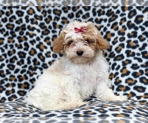 ShihPoo Puppy for sale in LAKELAND, FL, USA