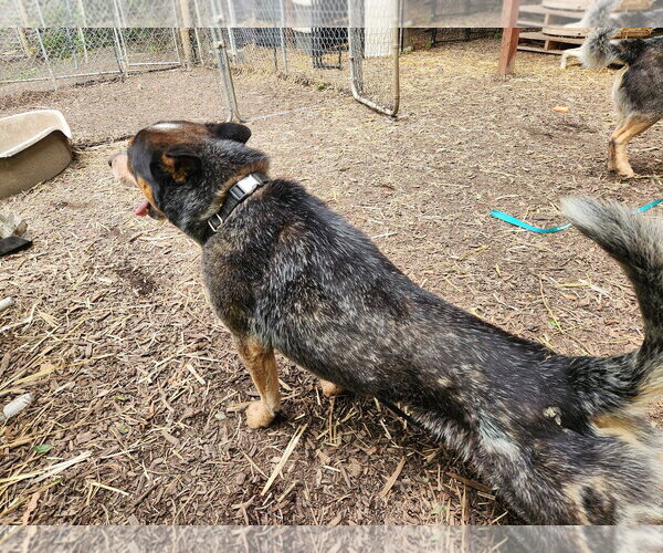 Medium Photo #3 Mutt Puppy For Sale in Paso Robles, CA, USA