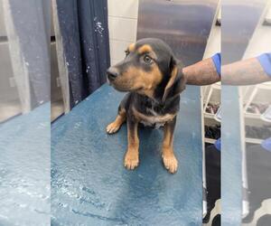 Black and Tan Coonhound-Unknown Mix Dogs for adoption in Mobile, AL, USA