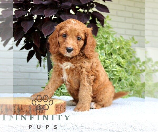Medium Photo #4 Cavapoo (Miniature) Puppy For Sale in LEOLA, PA, USA
