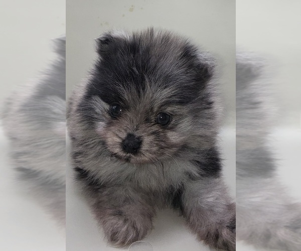 Medium Photo #7 Pomeranian Puppy For Sale in PORTLAND, ME, USA