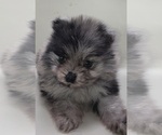 Small #6 Pomeranian