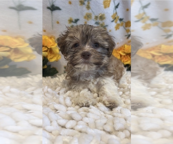 Medium Photo #4 Havanese Puppy For Sale in MARTINSVILLE, IN, USA