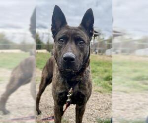 German Shepherd Dog-Unknown Mix Dogs for adoption in Center Township, PA, USA
