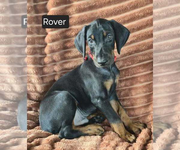 Medium Photo #2 Doberman Pinscher Puppy For Sale in POMEROY, OH, USA