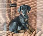 Small #1 Doberman Pinscher