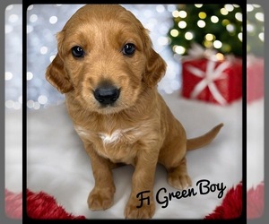Goldendoodle (Miniature) Puppy for sale in ORANGE PARK, FL, USA