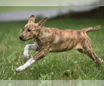 Small #3 Plott Hound Mix