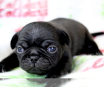 Puppy Amelia Pug