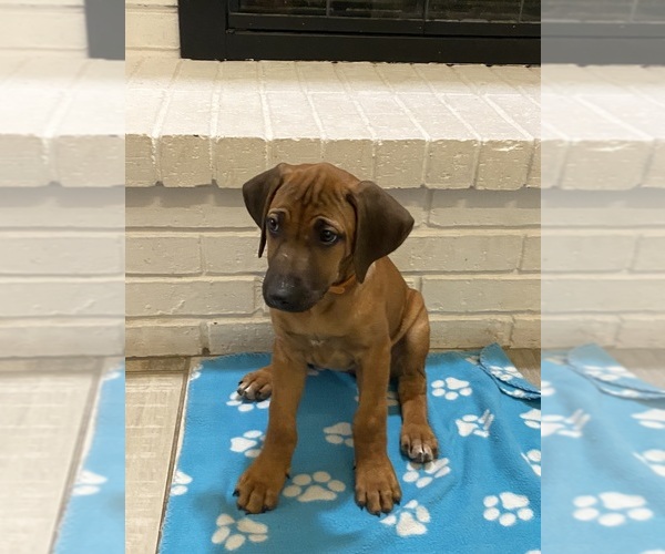 Medium Photo #21 Rhodesian Ridgeback Puppy For Sale in KELLER, TX, USA