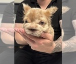 Small #12 French Bulldog
