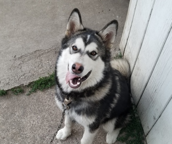 Medium Photo #1 Alaskan Malamute Puppy For Sale in BROOTEN, MN, USA