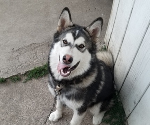 Father of the Alaskan Malamute puppies born on 05/12/2025